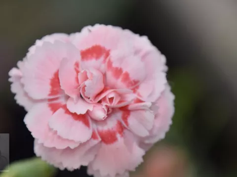 Dianthus (P) 'Doris'