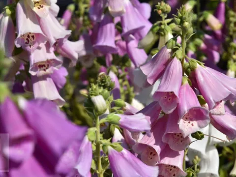 Digitalis purpurea 'Excelsior Hybrids'