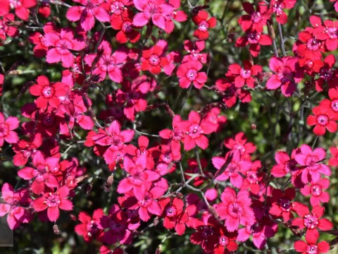 Dianthus delt. 'Flashing Light'