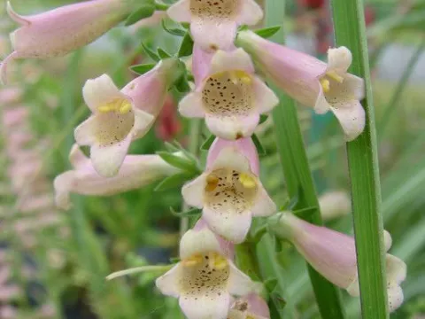 Digitalis hybr. 'Glory Of Roundway'