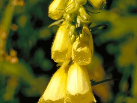 Digitalis grandiflora (ambigua)