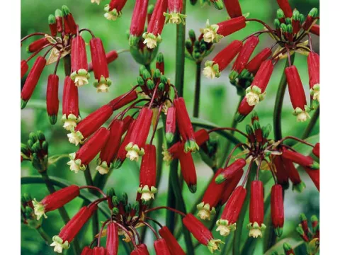 Dichelostemma ida-maia