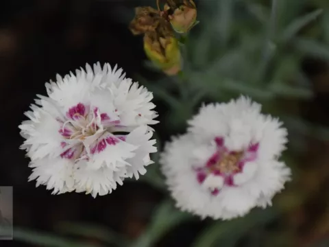 Dianthus (P) 'Ine'