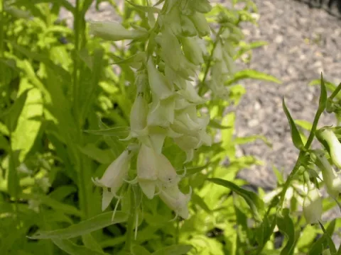 Digitalis lanata