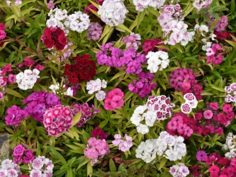 Dianthus barbatus 'Nanus Compactus'
