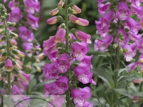 Digitalis purpurea 'Panther'