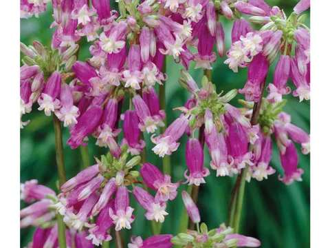 Dichelostemma 'Pink Diamond'