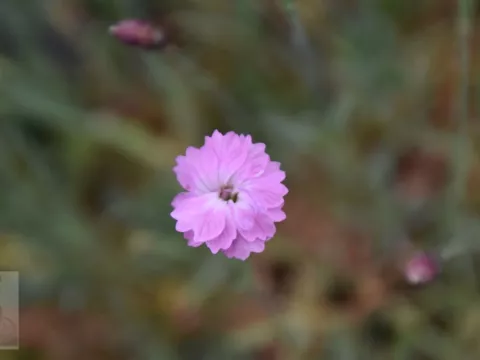 Dianthus grat. 'Pink Jewel'