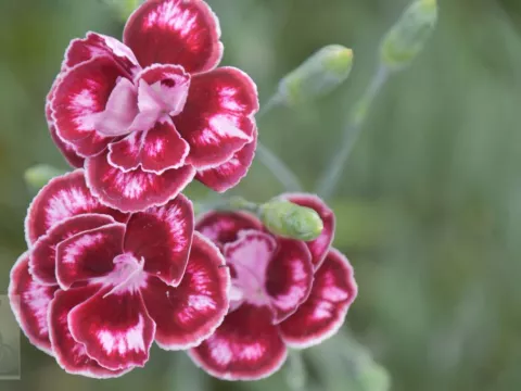 Dianthus allwoodii 'Romeo'