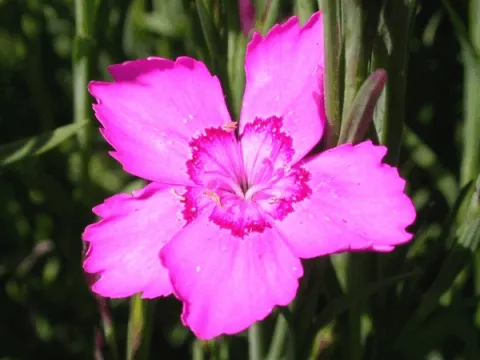 Dianthus delt. 'Rosea'