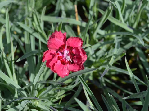 Dianthus grat. 'Rotkäpchen'