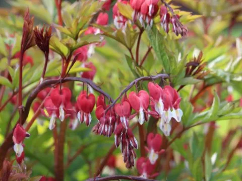 Dicentra spectabilis 'Valentine'