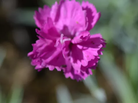 Dianthus (P) 'Warden Hybrid'