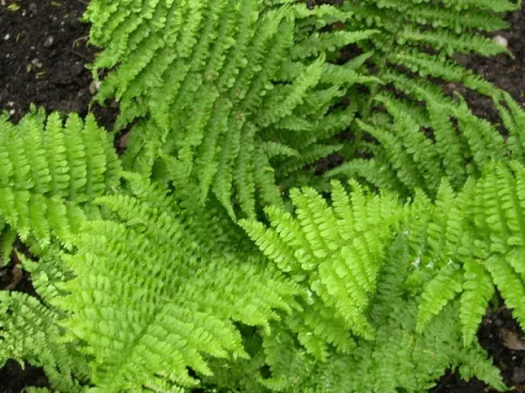 Dryopteris affinis 'Crispa'