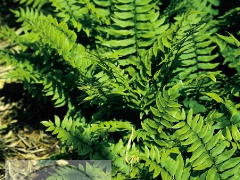 Dryopteris cycadina (atrata)