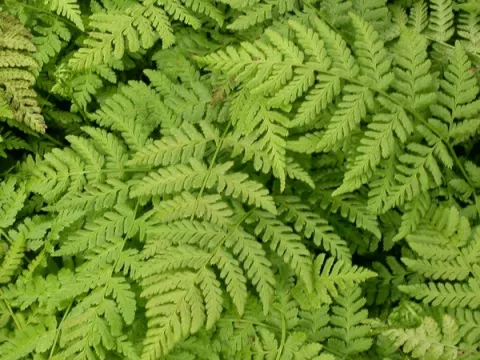Dryopteris dilatata (austriaca)