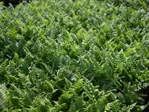 Dryopteris filix-mas (mannetjesvaren)
