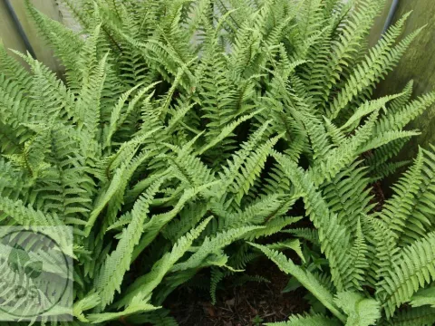 Dryopteris affinis 'Pinderi'