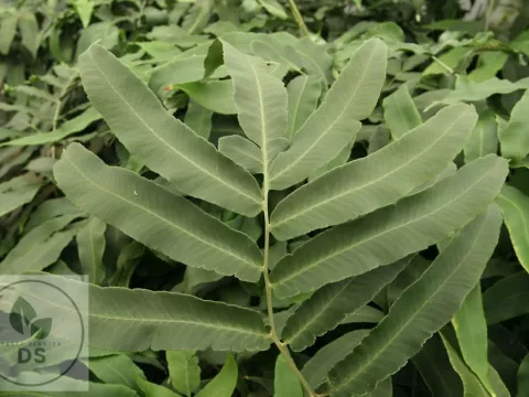 Dryopteris sieboldii