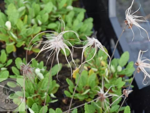 Dryas x suendermannii