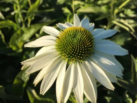 Echinacea purp. 'Alba'