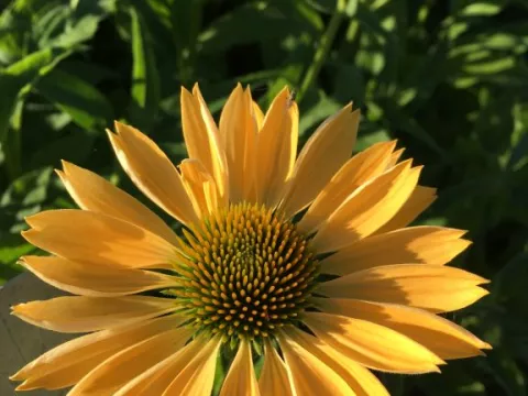 Echinacea purp. 'Aloha' PBR