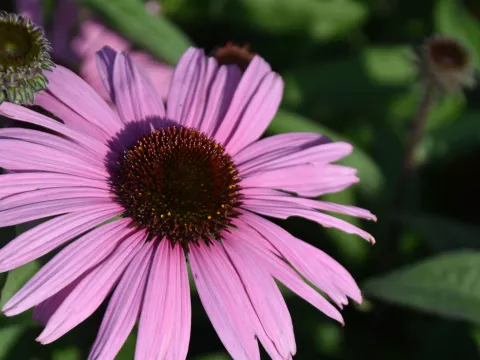 Echinacea purp. 'Augustkonigin'
