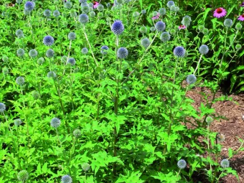 Echinops bannaticus 'Blue Globe'
