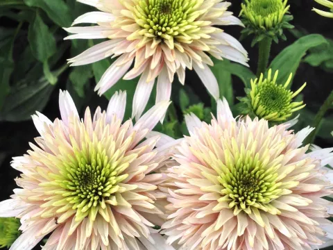 Echinacea purp. 'Cherry Fluff'