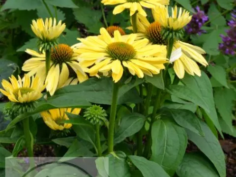 Echinacea purp. 'Chiquita' PBR