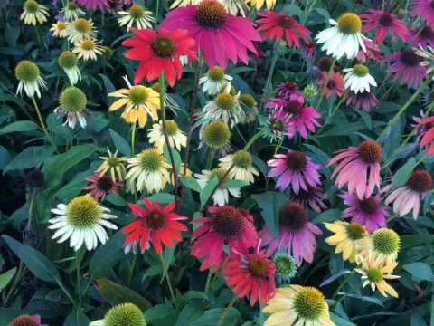 Echinacea purp. 'Cheyenne Spirit'