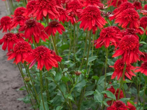 Echinacea purp. 'Eccentric'