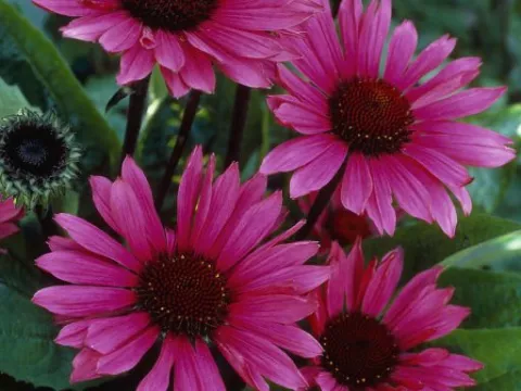 Echinacea purp. 'Fatal Attraction'