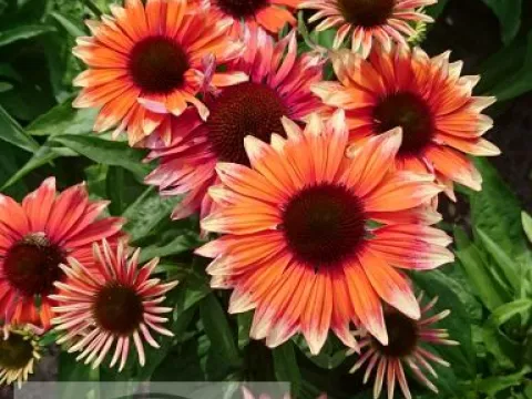 Echinacea purp. 'Flamingo'