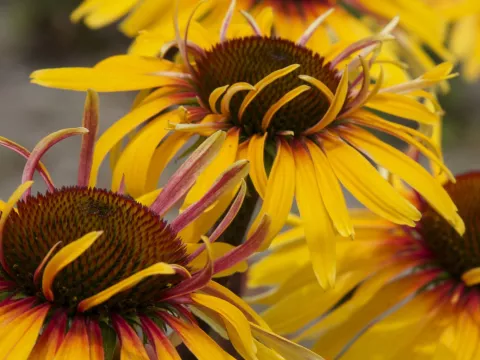 Echinacea purp. 'Funky Yellow'