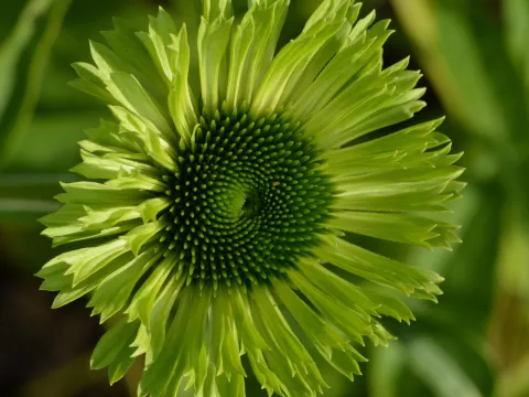 Echinacea purp. 'Green Jewel'