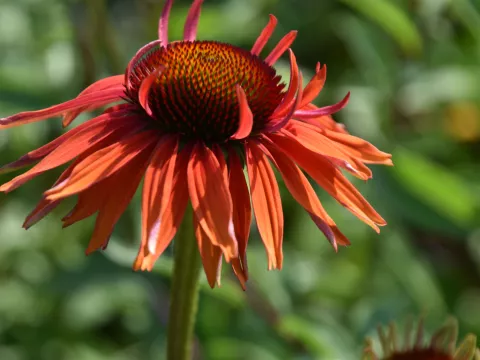 Echinacea purp. 'Hot Lava'