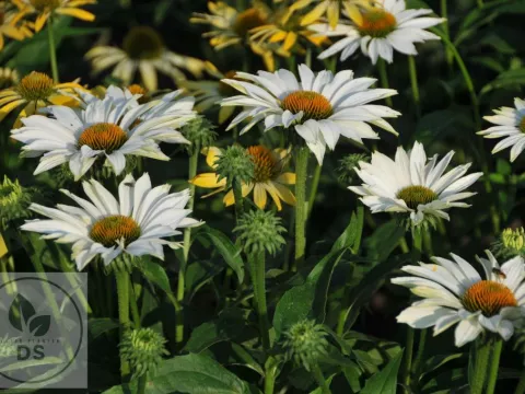 Echinacea purp. 'JS Ivo's Poem' PBR