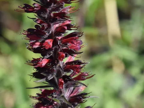 Echium amoenum 'Red Feathers'