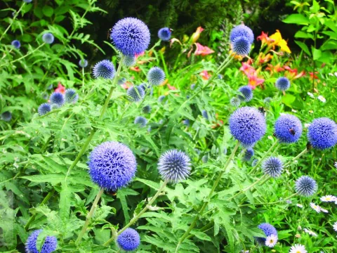 Echinops ritro
