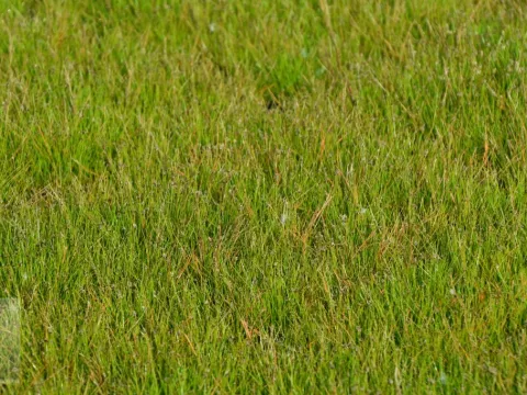 Eleocharis acicularis