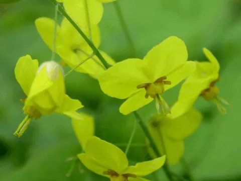 Epimedium ssp colchicum