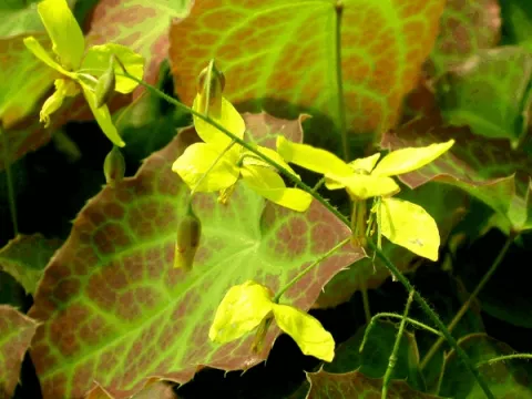 Epimedium perralch. 'Frohnleiten'