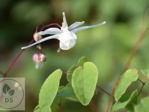 Epimedium grandiflorum