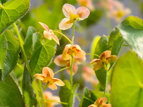 Epimedium pubigerum 'Orangekonigin'