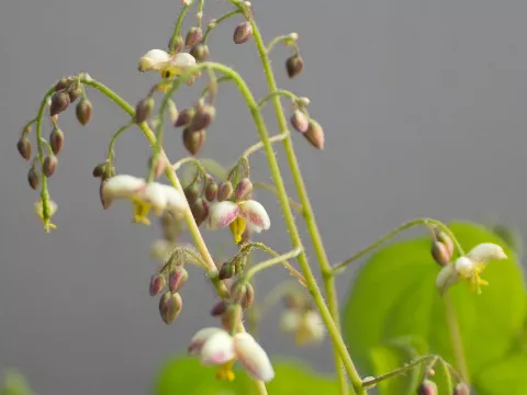 Epimedium pubigerum