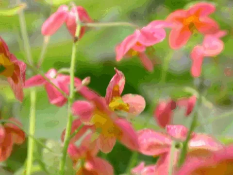 Epimedium warleyense