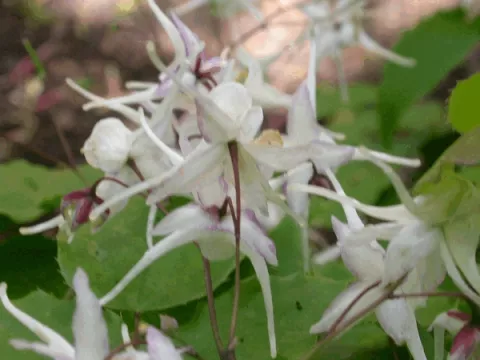 Epimedium grand. 'White Queen'