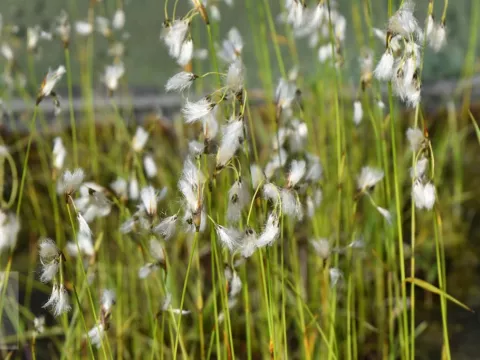 Eriophorum angustifolium
