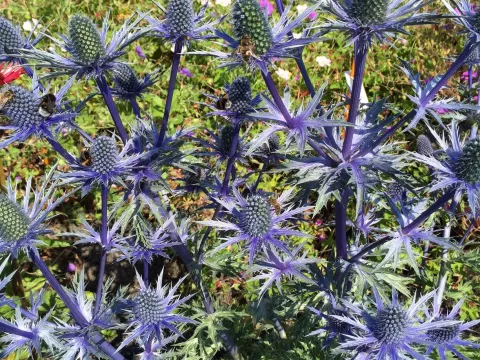 Eryngium zabelii 'Big Blue'